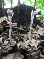 Image of Indian Pipe