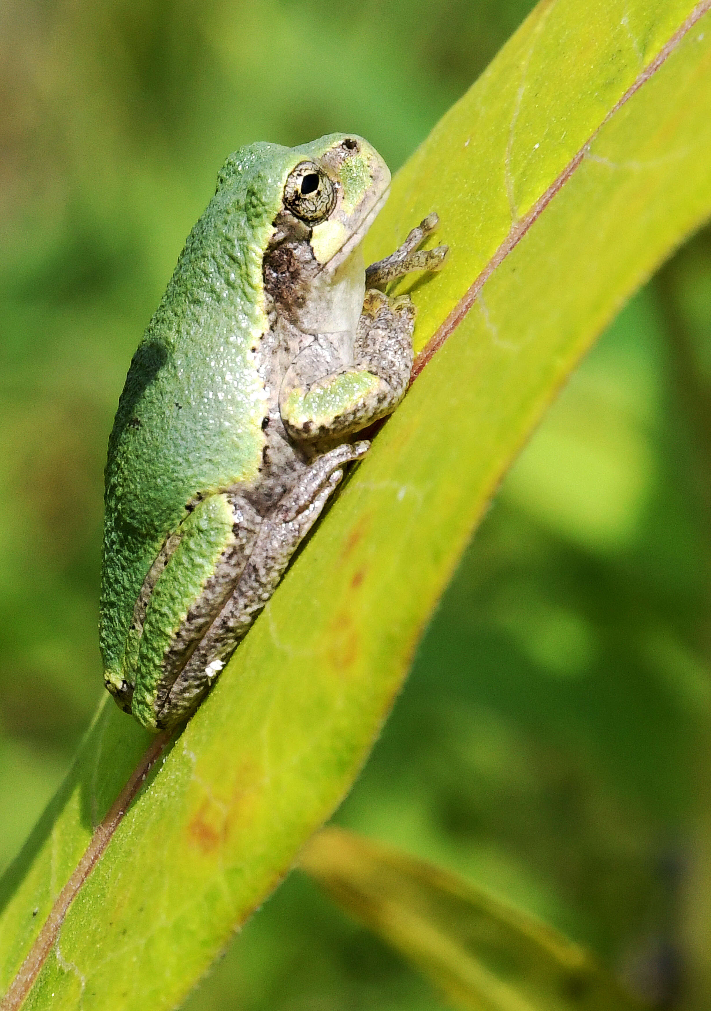 Image of Gray Treefrog