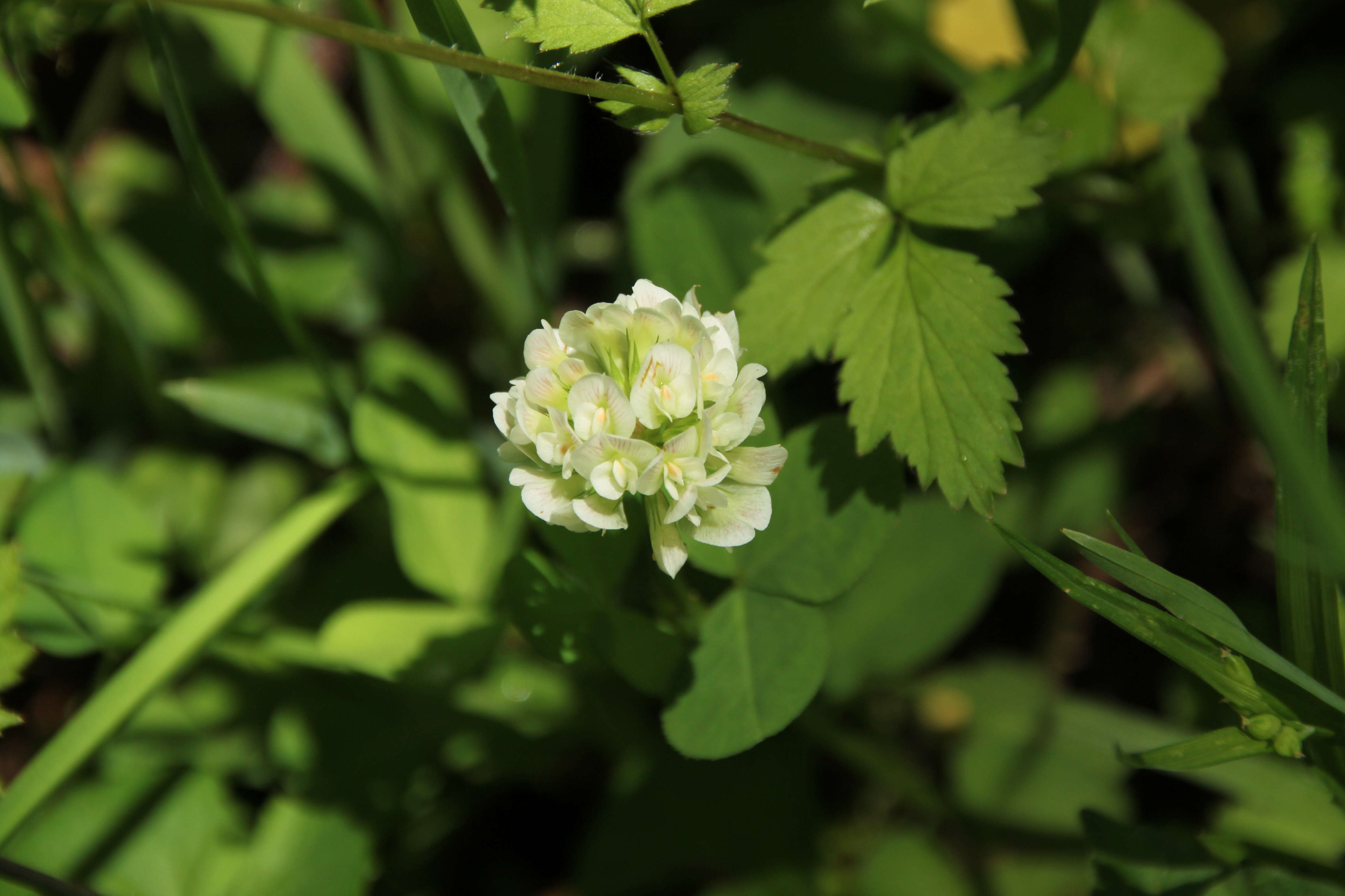 Imagem de Trifolium stoloniferum Muhl.