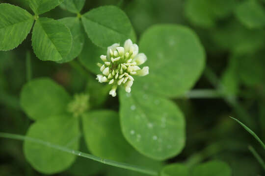 Imagem de Trifolium stoloniferum Muhl.