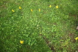 Imagem de Trifolium stoloniferum Muhl.