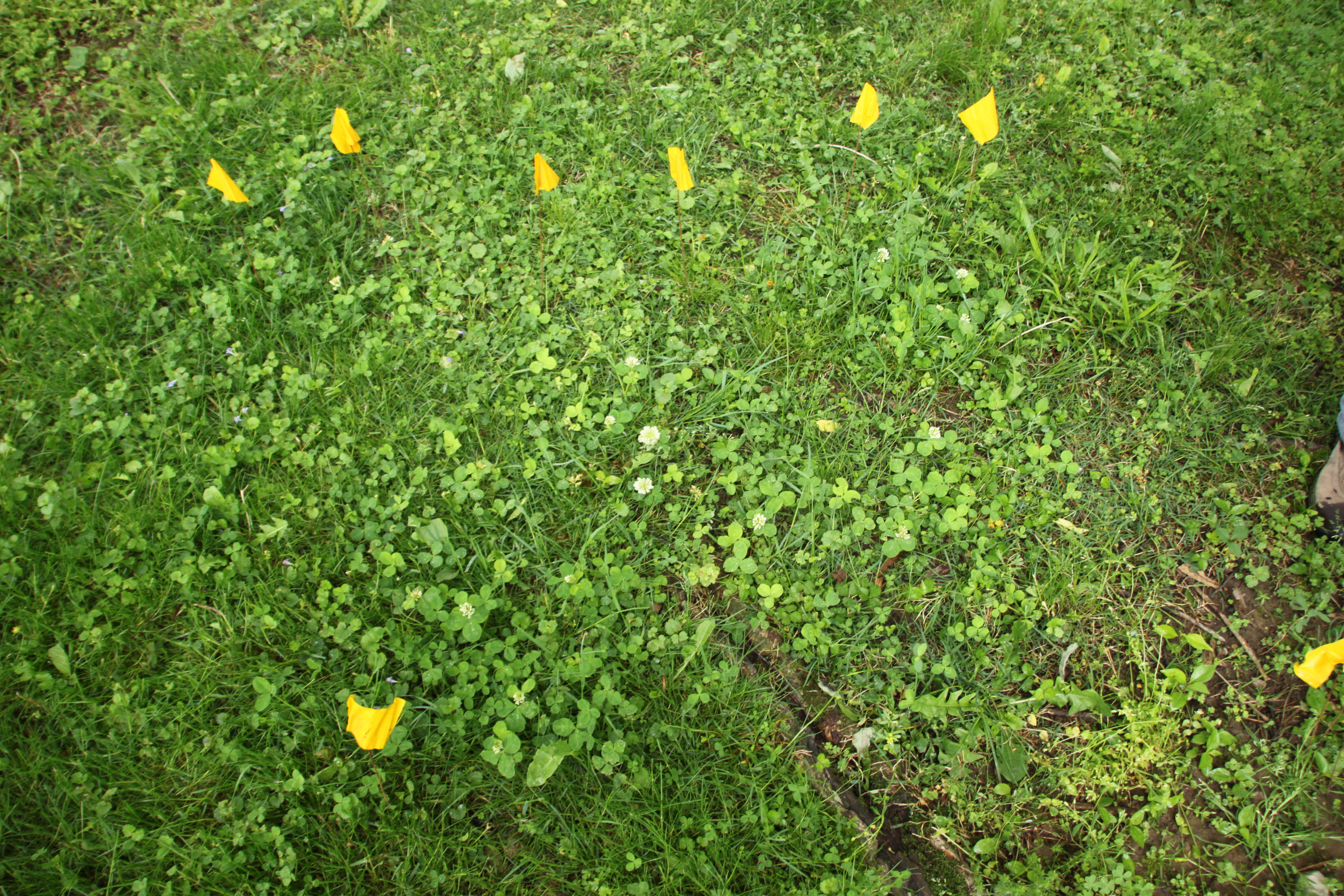 Imagem de Trifolium stoloniferum Muhl.