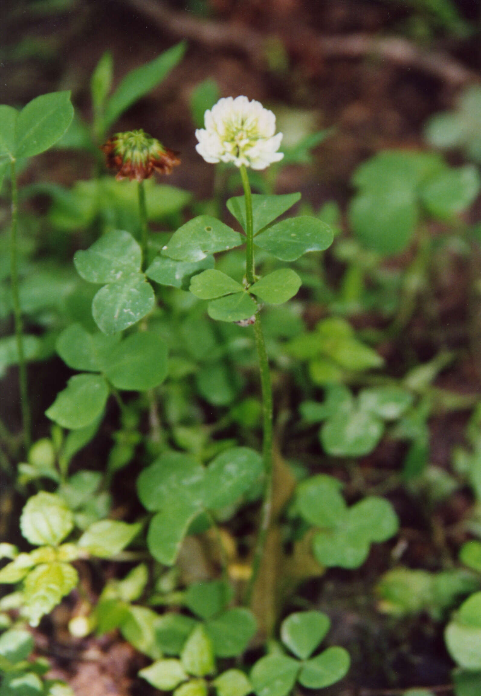 Image of running buffalo clover