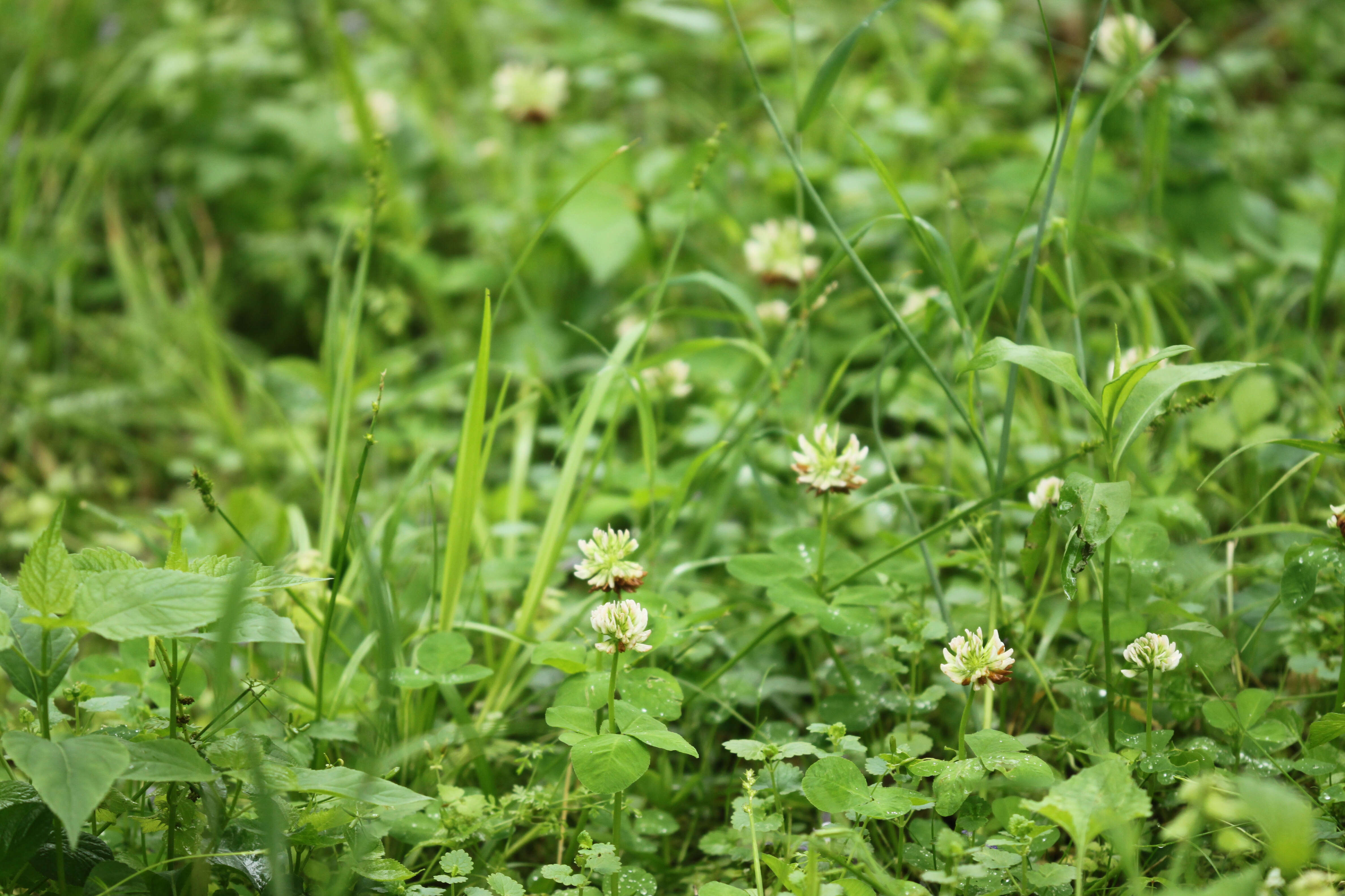 Imagem de Trifolium stoloniferum Muhl.