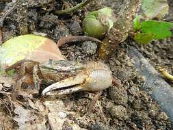 Image of Atlantic sand fiddler