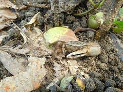 Image of Atlantic sand fiddler