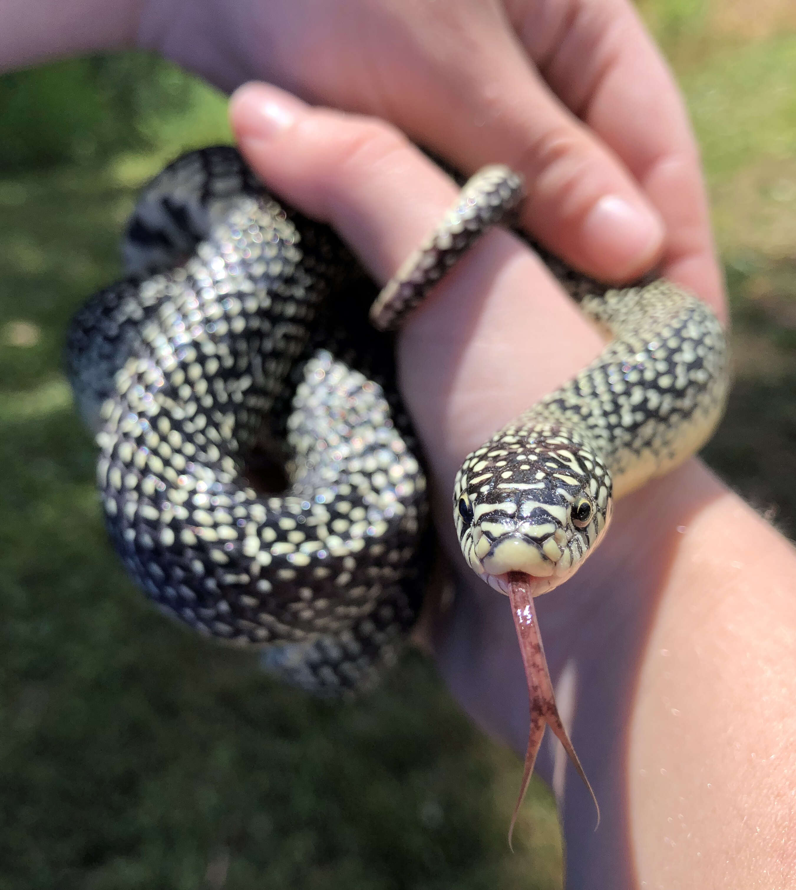 Image of Speckled Kingsnake