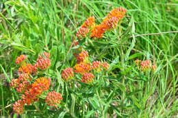 Image of butterfly milkweed