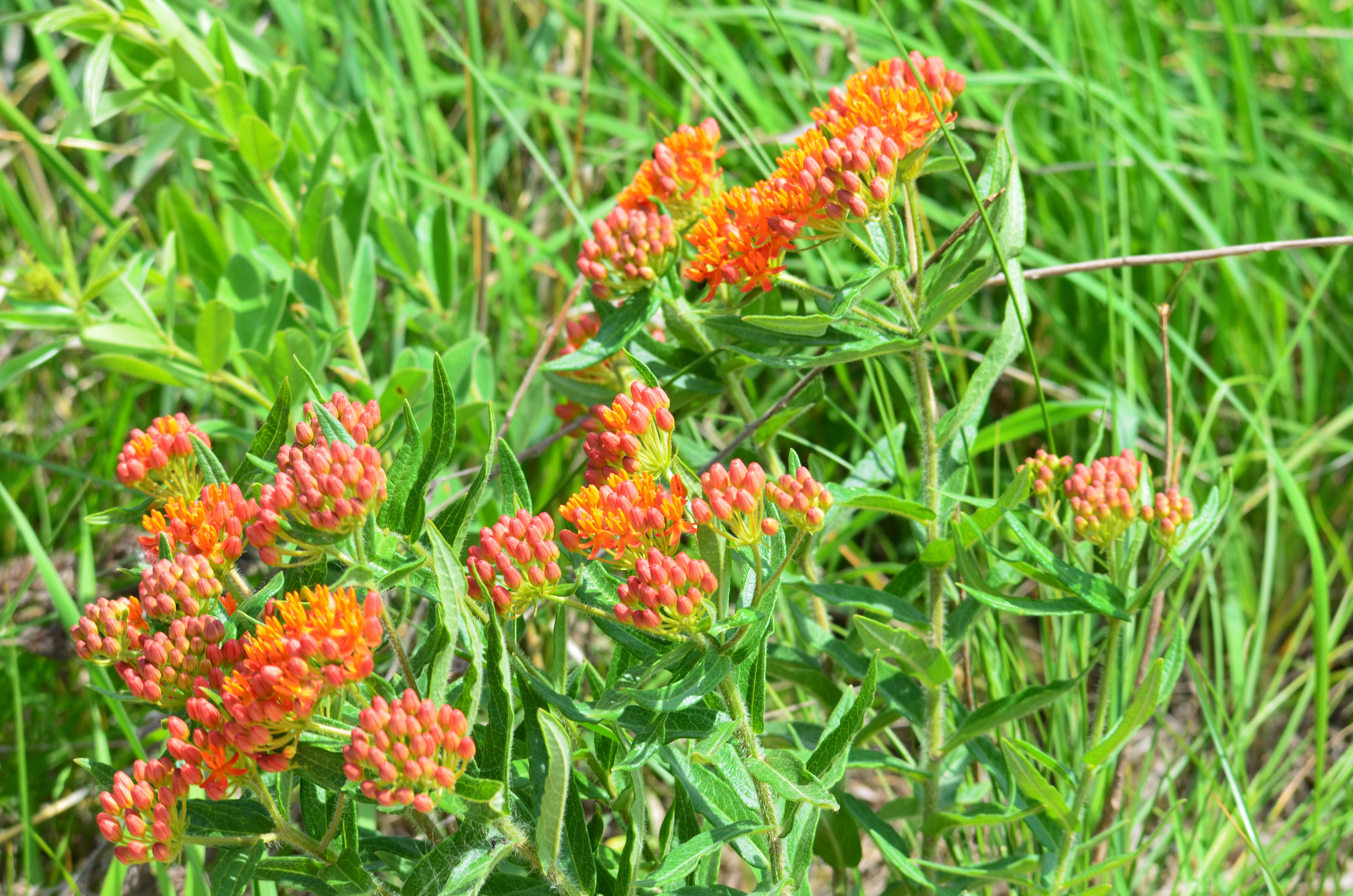 Image of butterfly milkweed