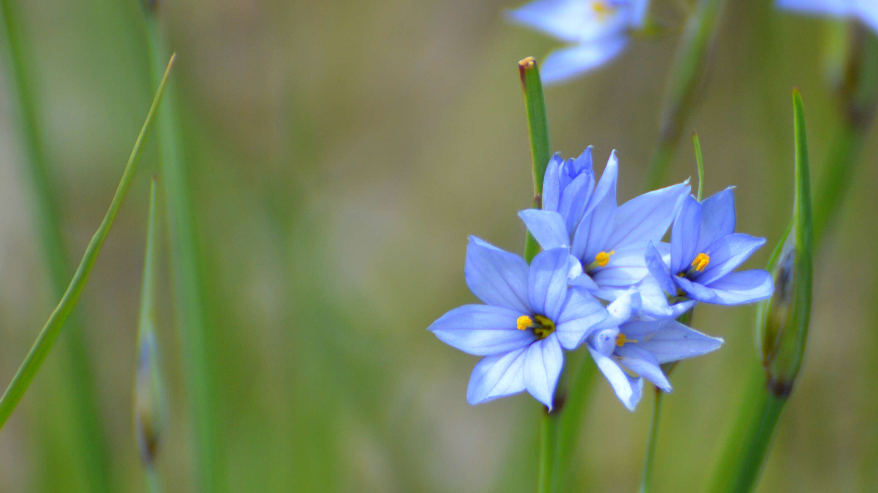 Image of prairie blue-eyed grass