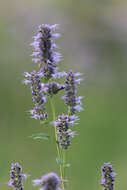 Imagem de Agastache foeniculum (Pursh) Kuntze