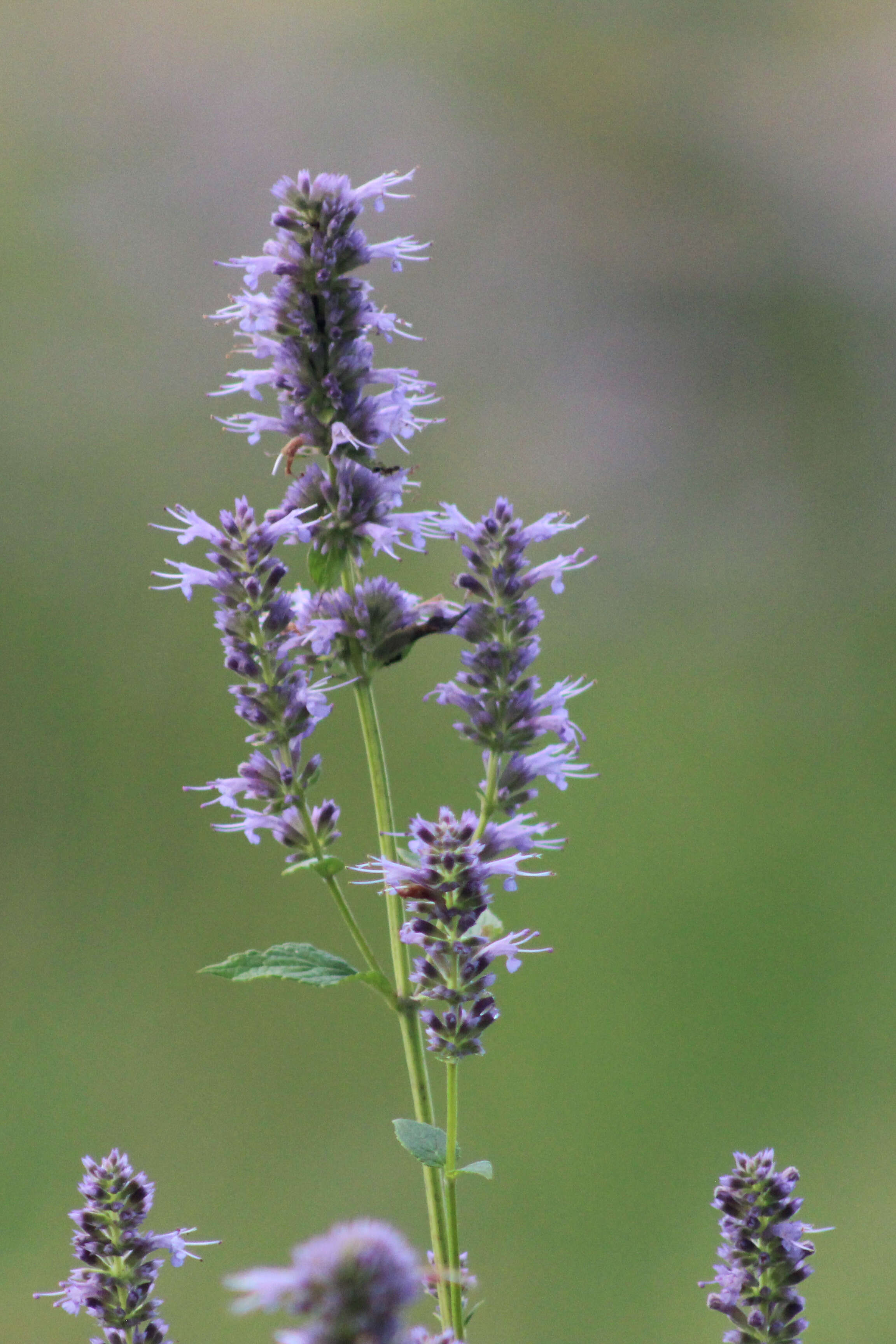 Imagem de Agastache foeniculum (Pursh) Kuntze