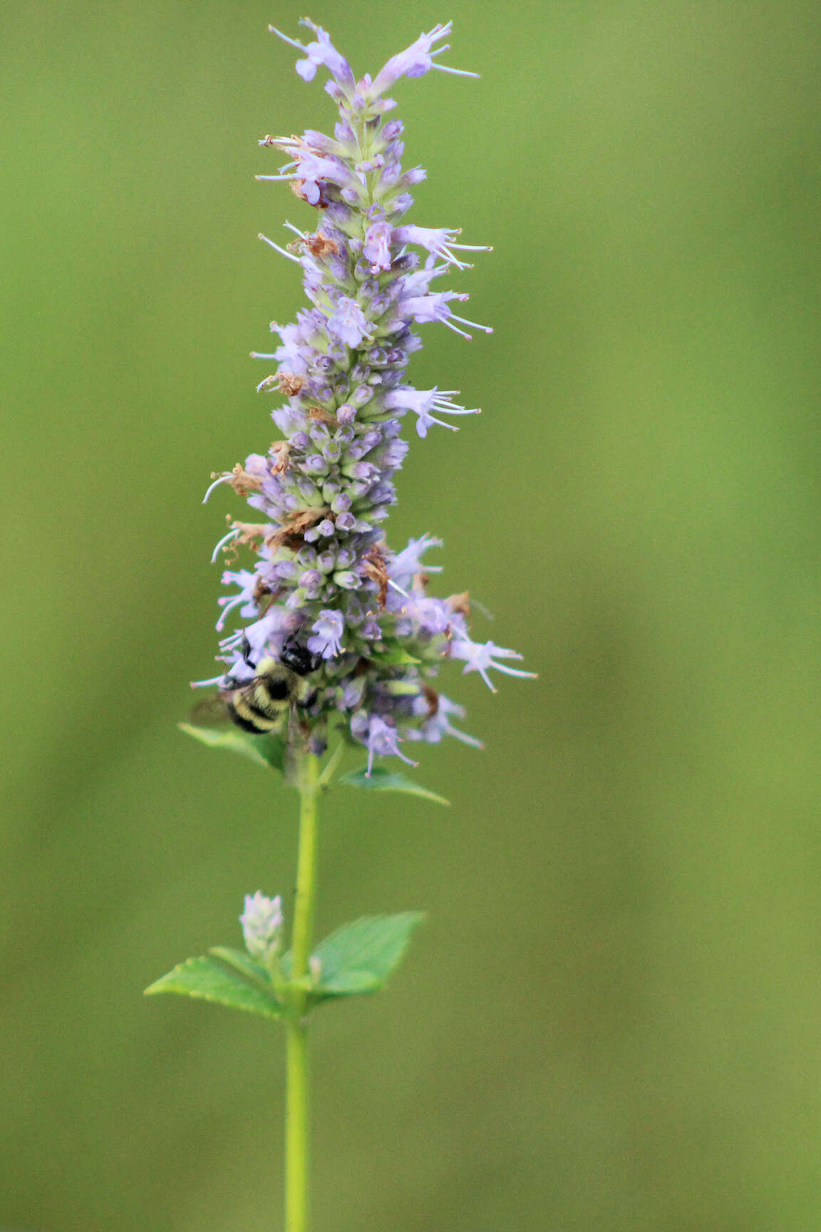 Imagem de Agastache foeniculum (Pursh) Kuntze