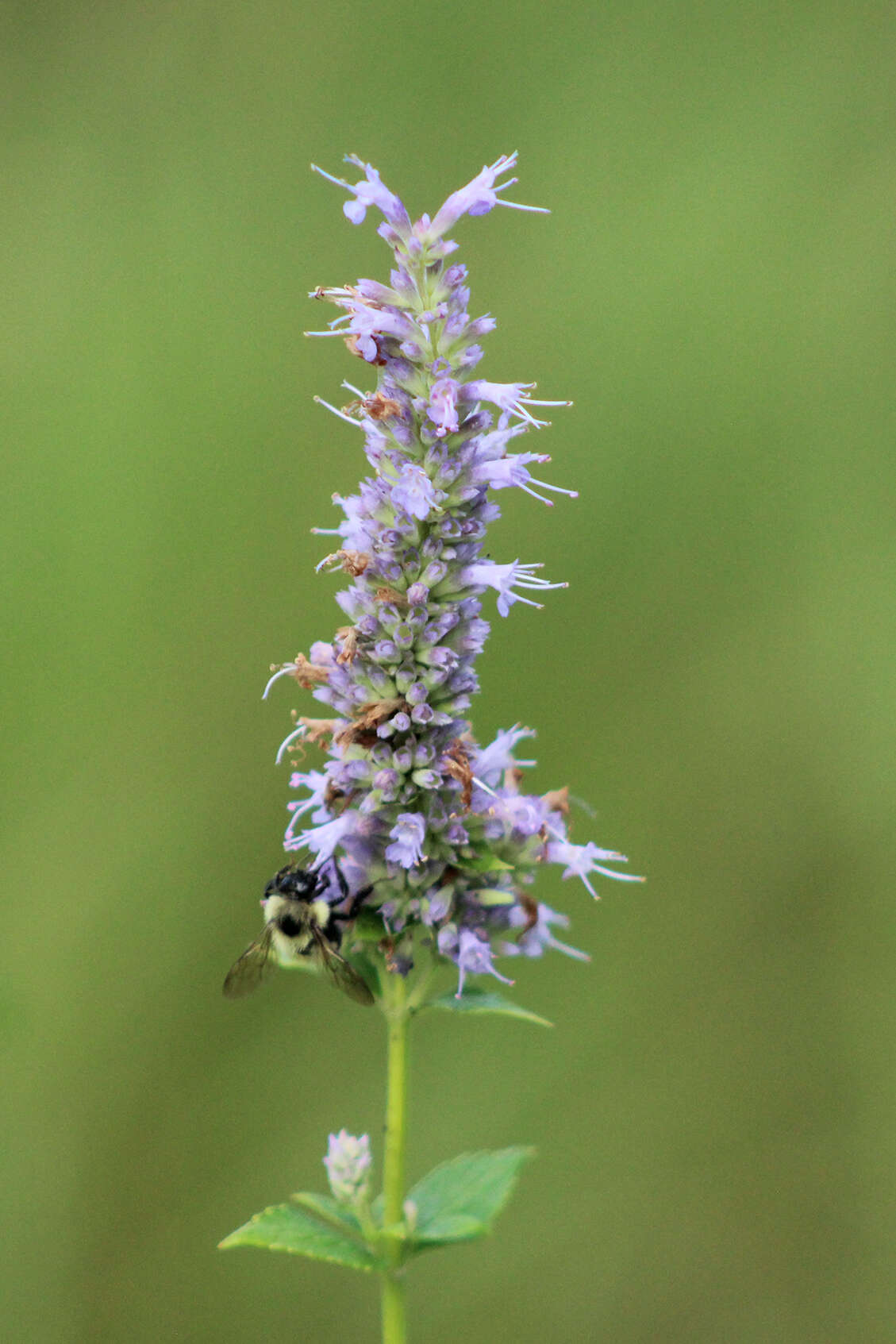 Imagem de Agastache foeniculum (Pursh) Kuntze