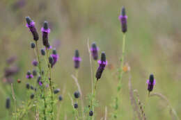 Image of purple prairie clover