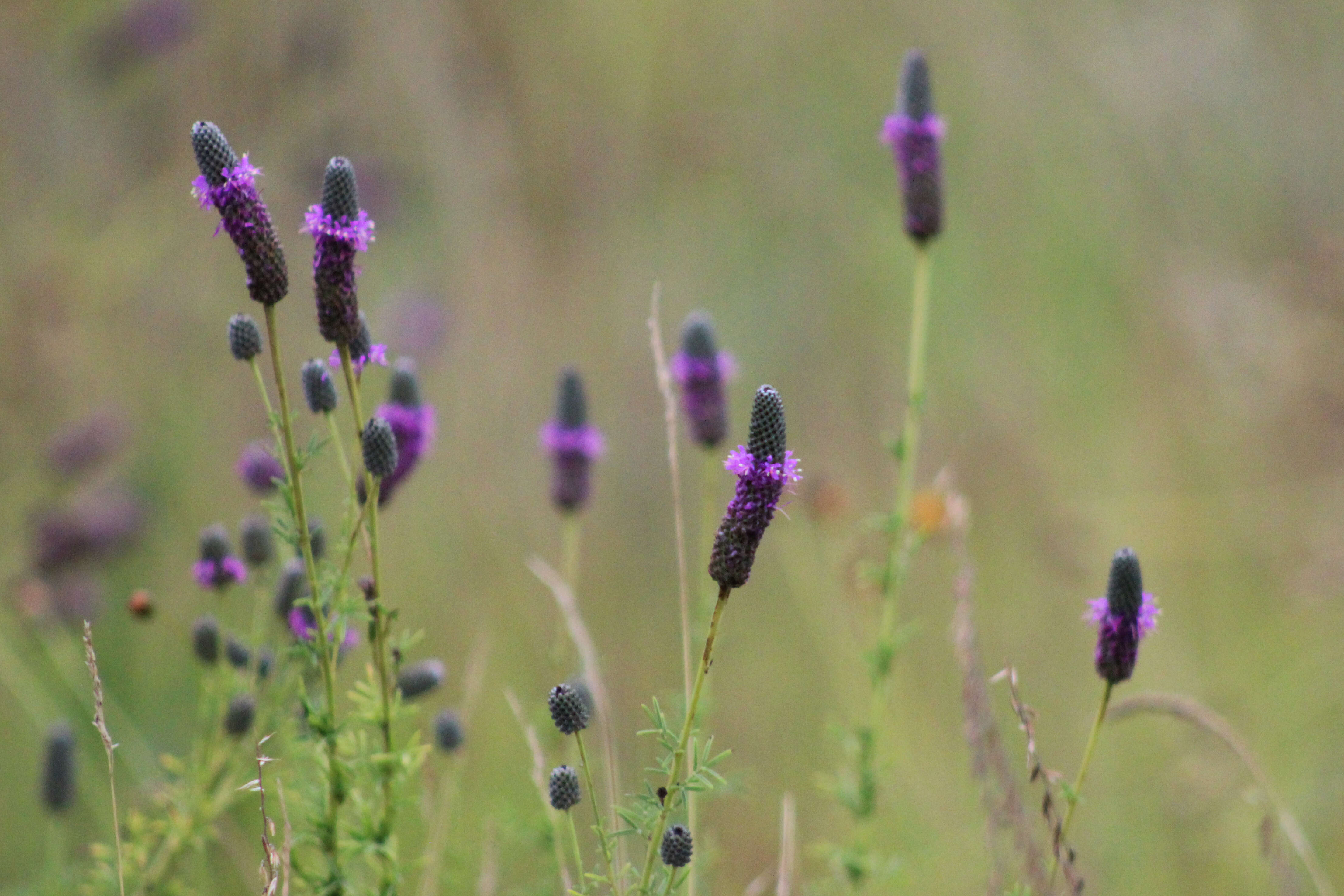 Image of purple prairie clover