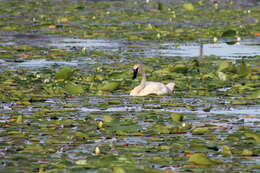 Image of Trumpeter Swan