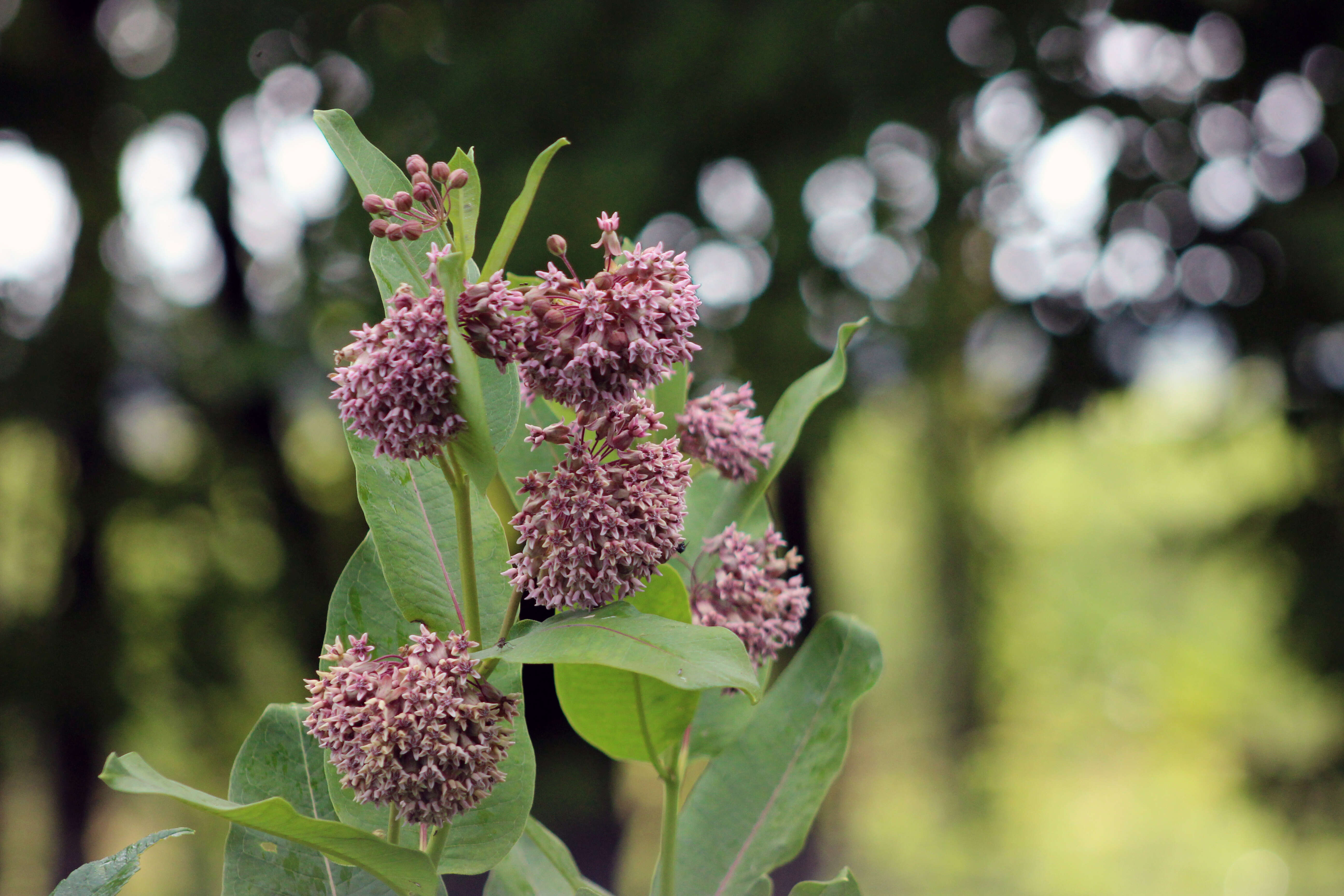 Image of common milkweed