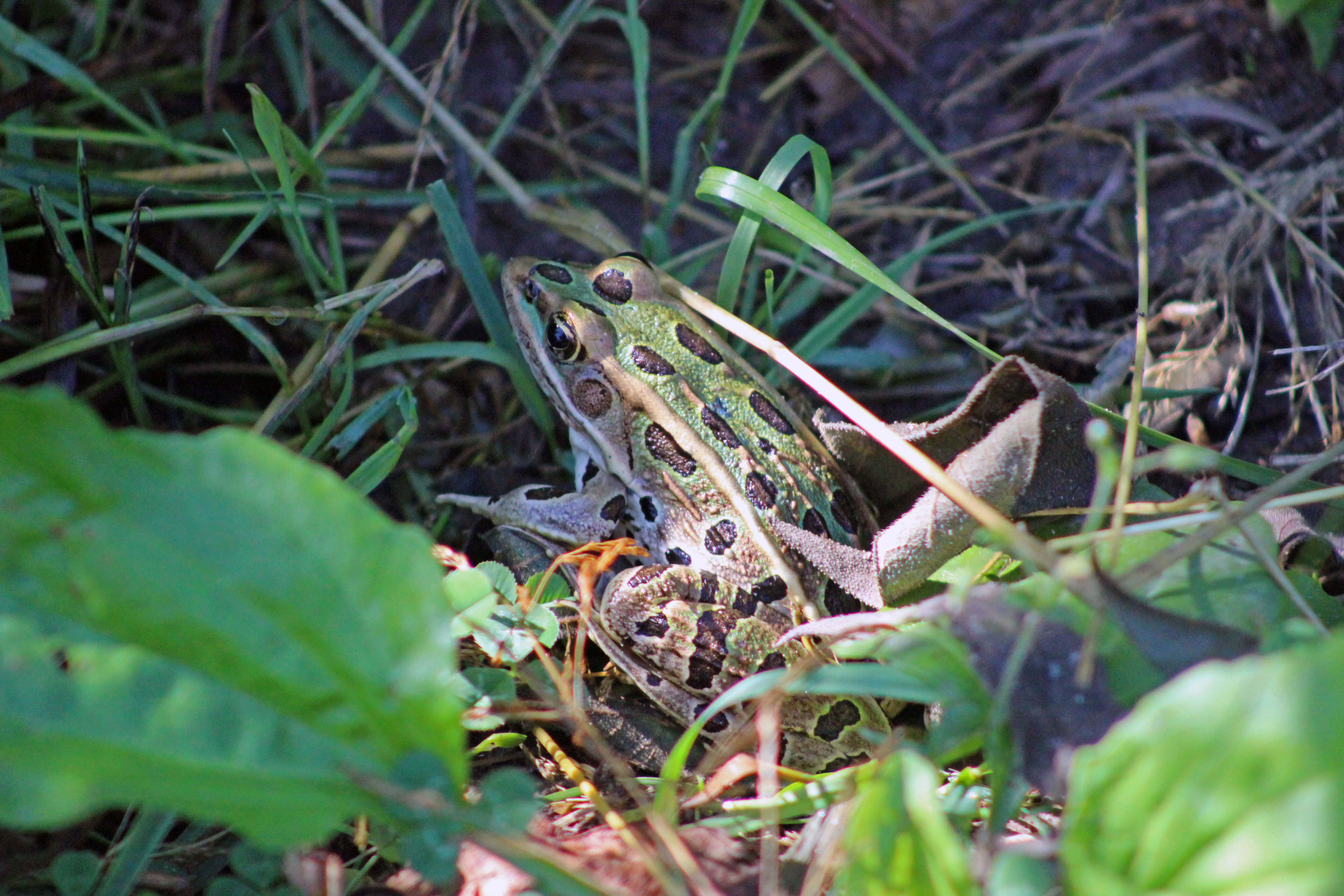 Image of Northern Leopard Frog