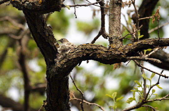 Image of Least Flycatcher