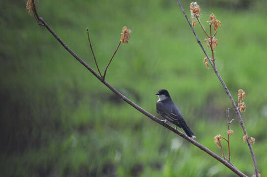 Image of Eastern Kingbird