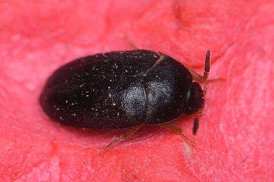 Attagenus unicolor (Brahm 1791) resmi