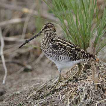 Gallinago nigripennis Bonaparte 1839 resmi