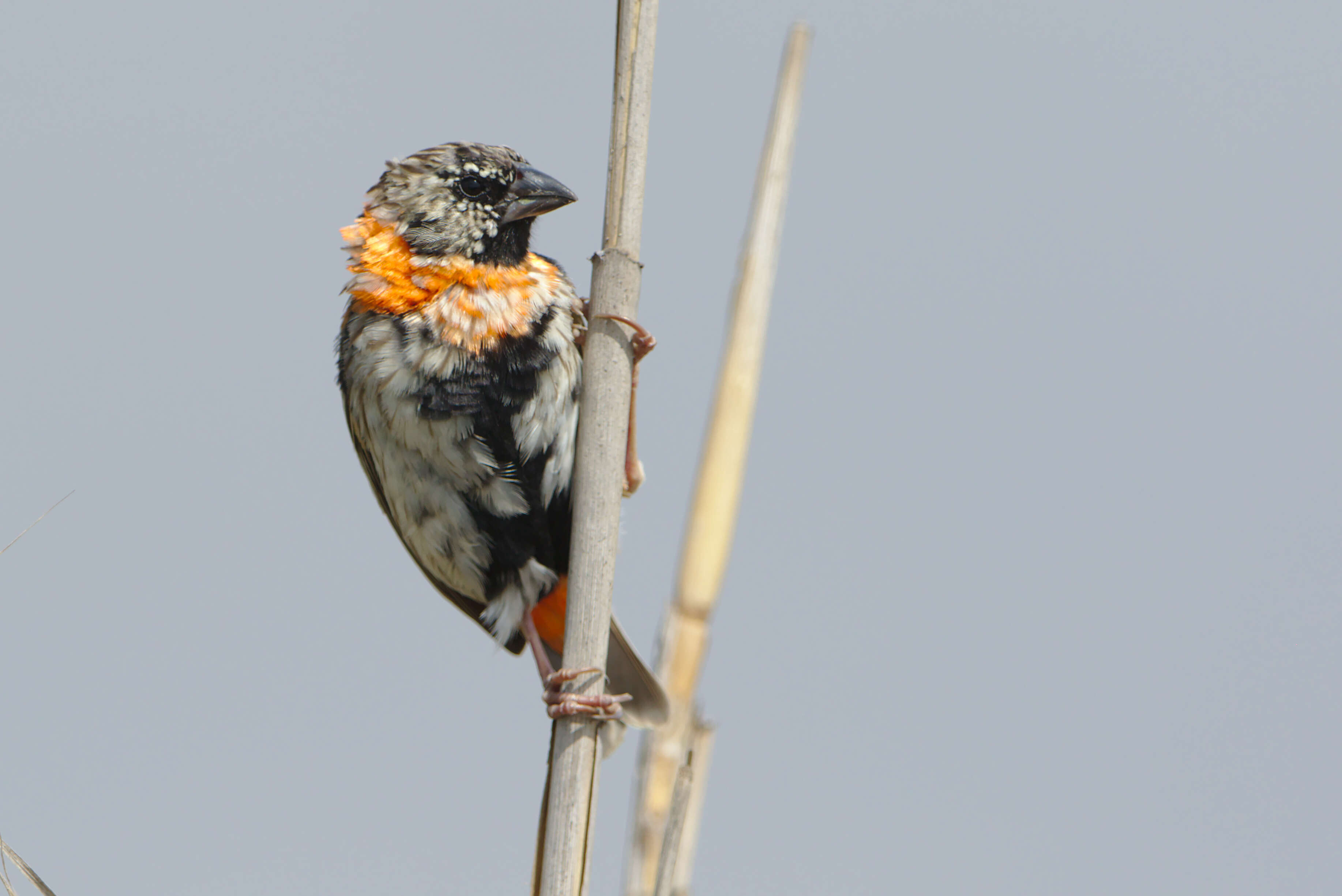 Image of Red Bishop