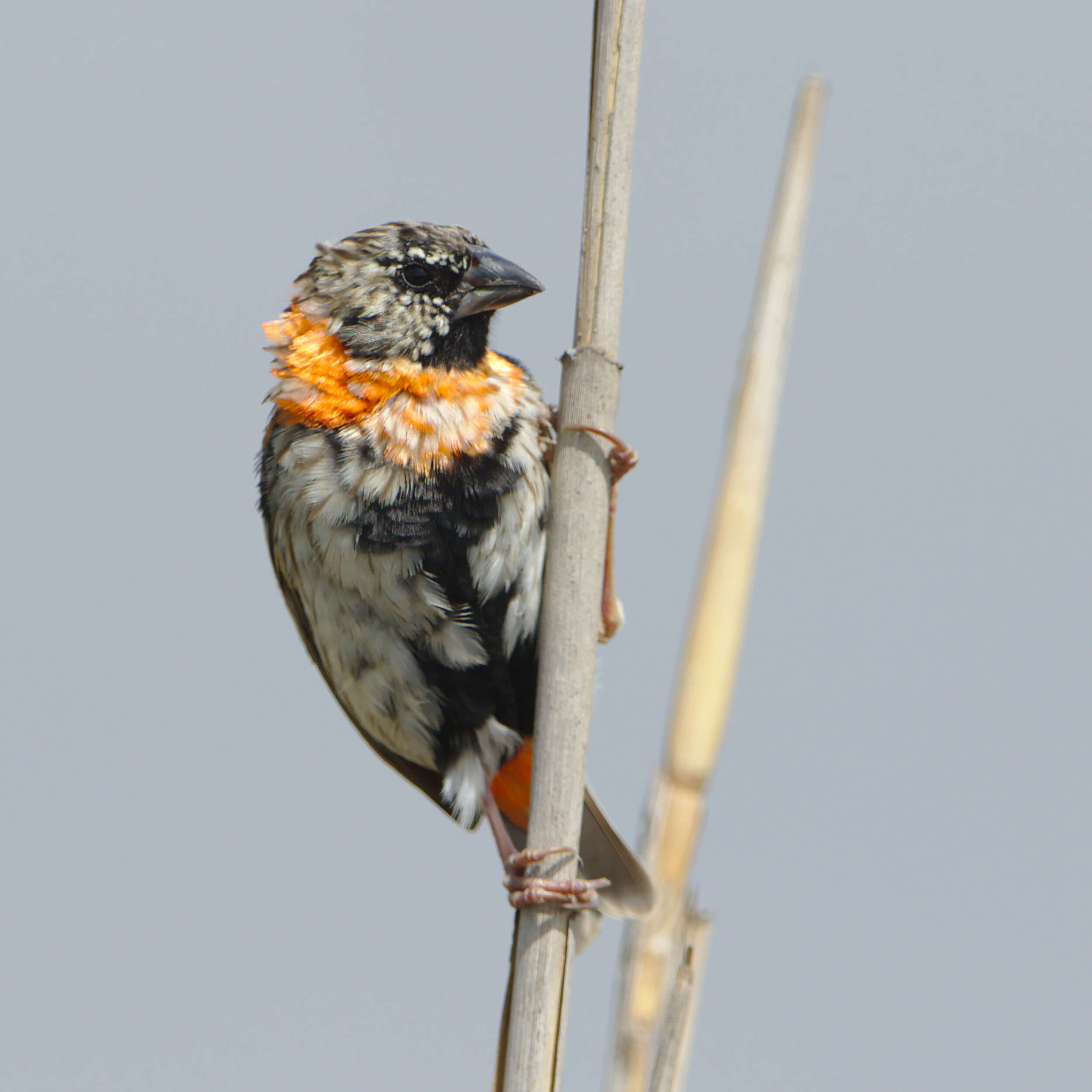 Image of Red Bishop