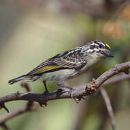 Image of Yellow-fronted Tinkerbird