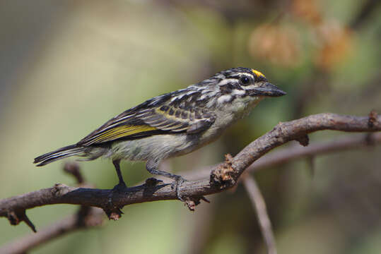 Image of Yellow-fronted Tinkerbird