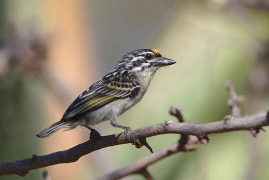 Image of Yellow-fronted Tinkerbird