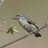 Image of Yellow-fronted Tinkerbird