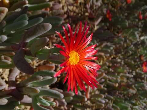 Image of ice plant