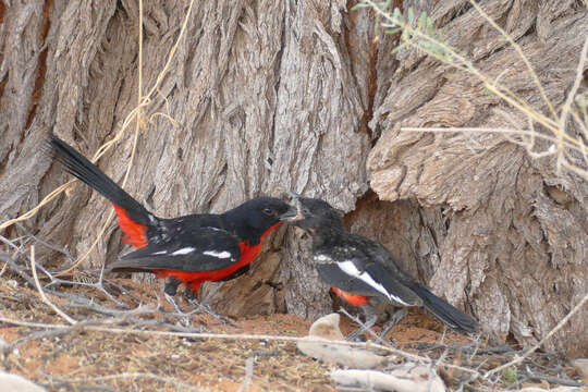 Image of Crimson-breasted Gonolek