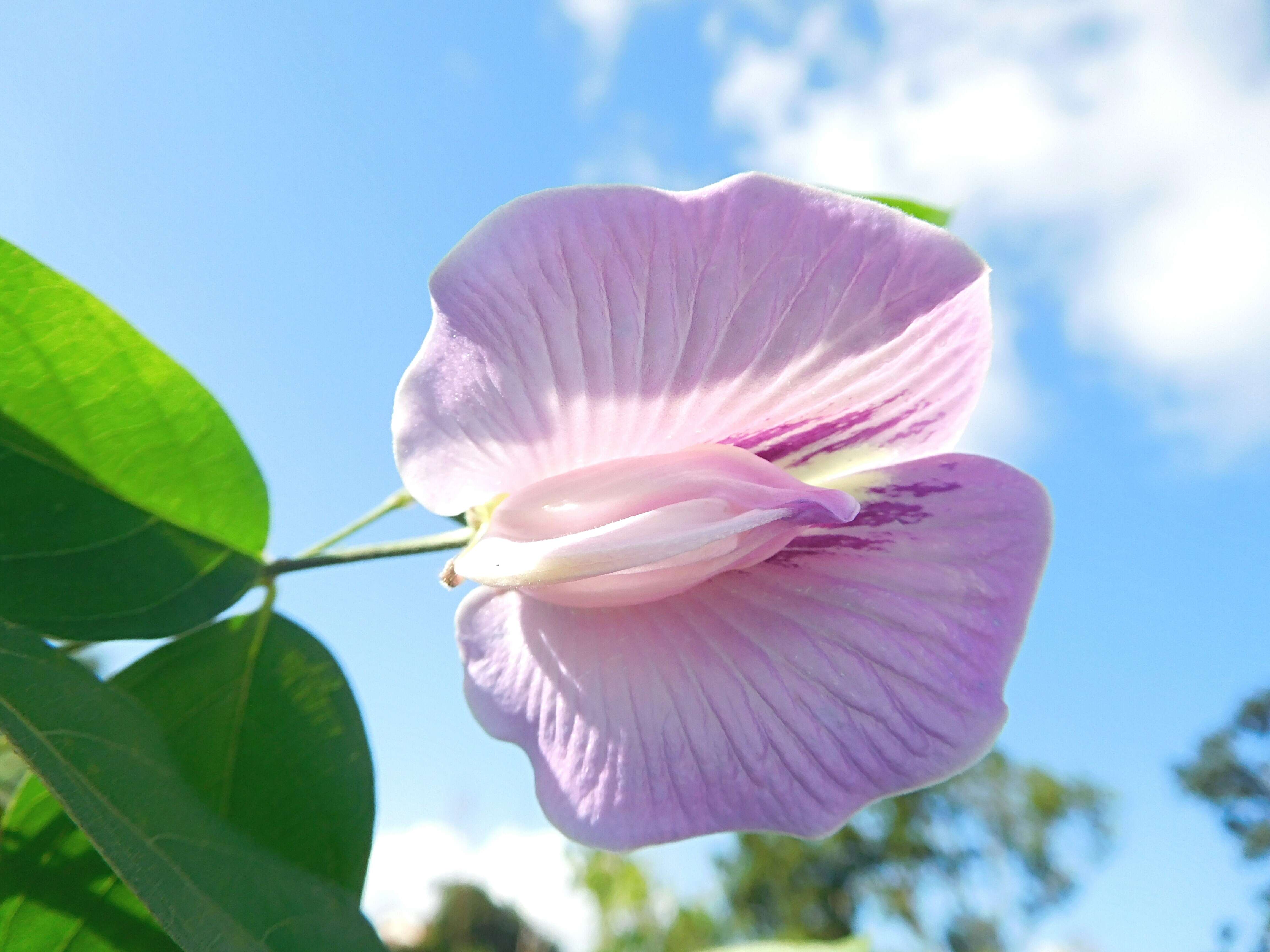 Image of flor de conchitas