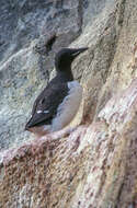 Image of Brünnich's Guillemot