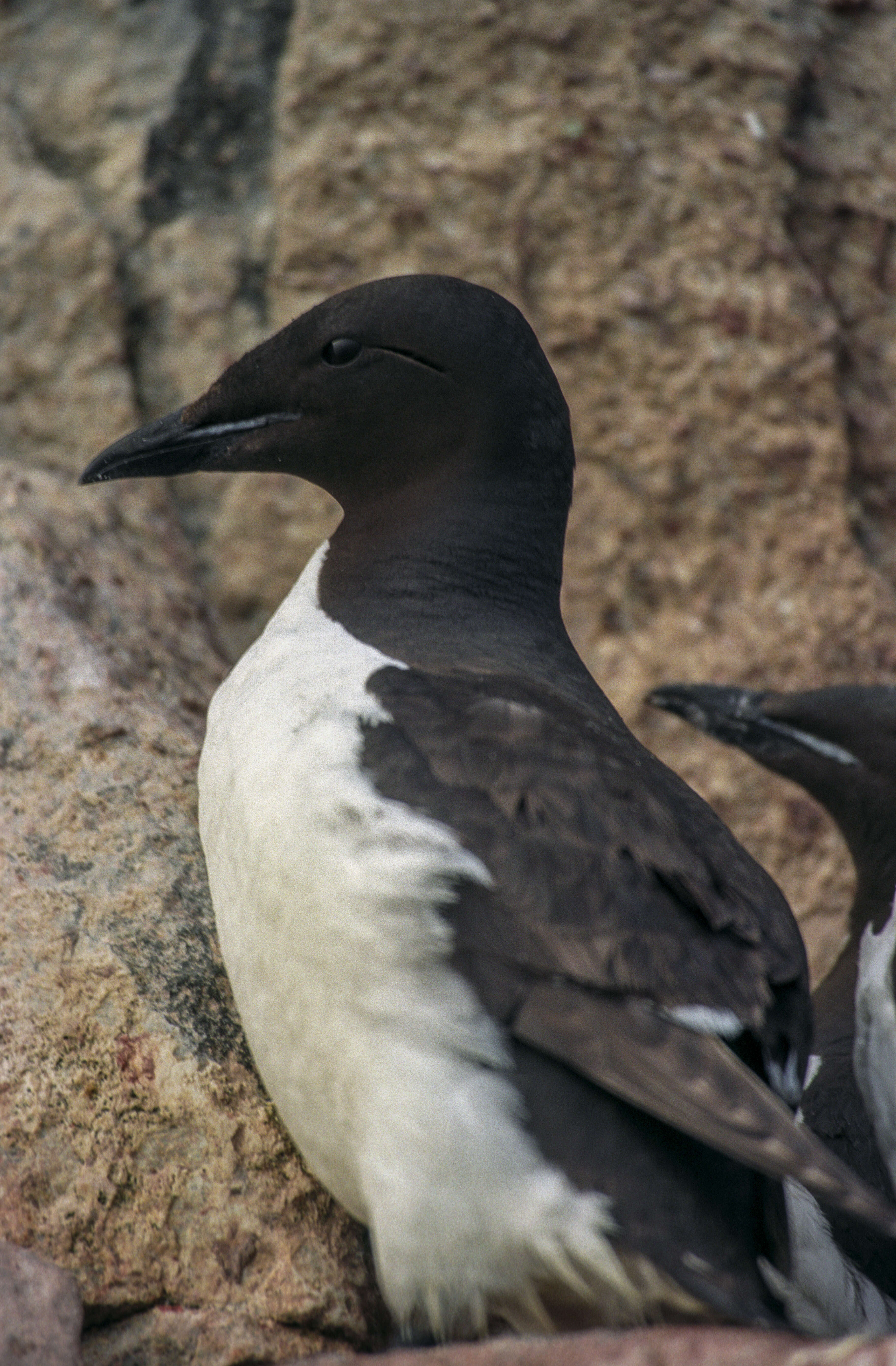 Image of Brünnich's Guillemot