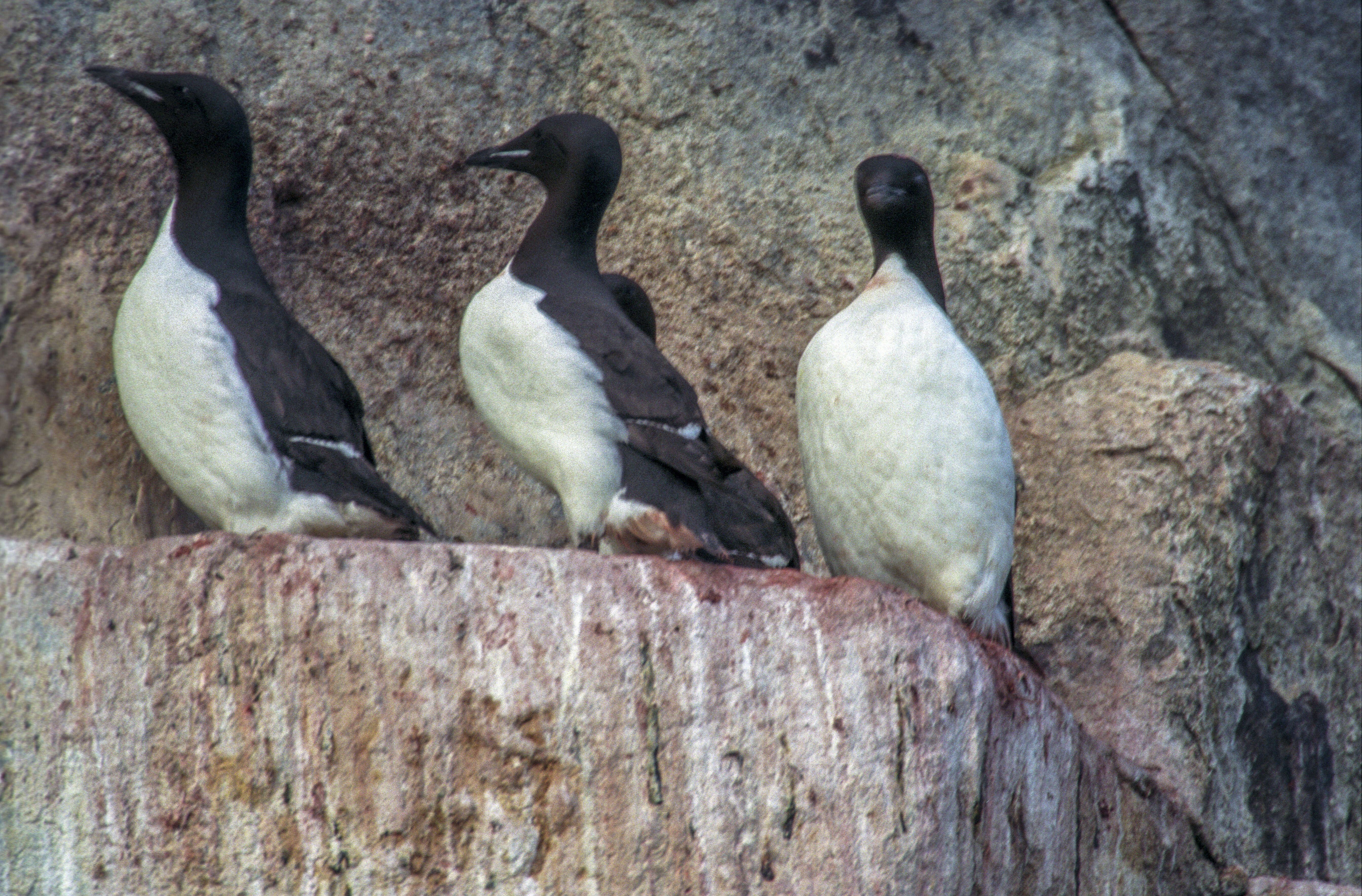 Image of Brünnich's Guillemot