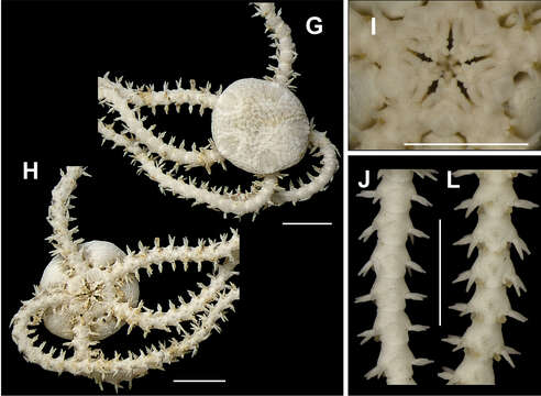 Sivun Amphipholis squamata (Delle Chiaje 1828) kuva