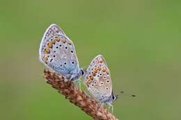 Image of common blue