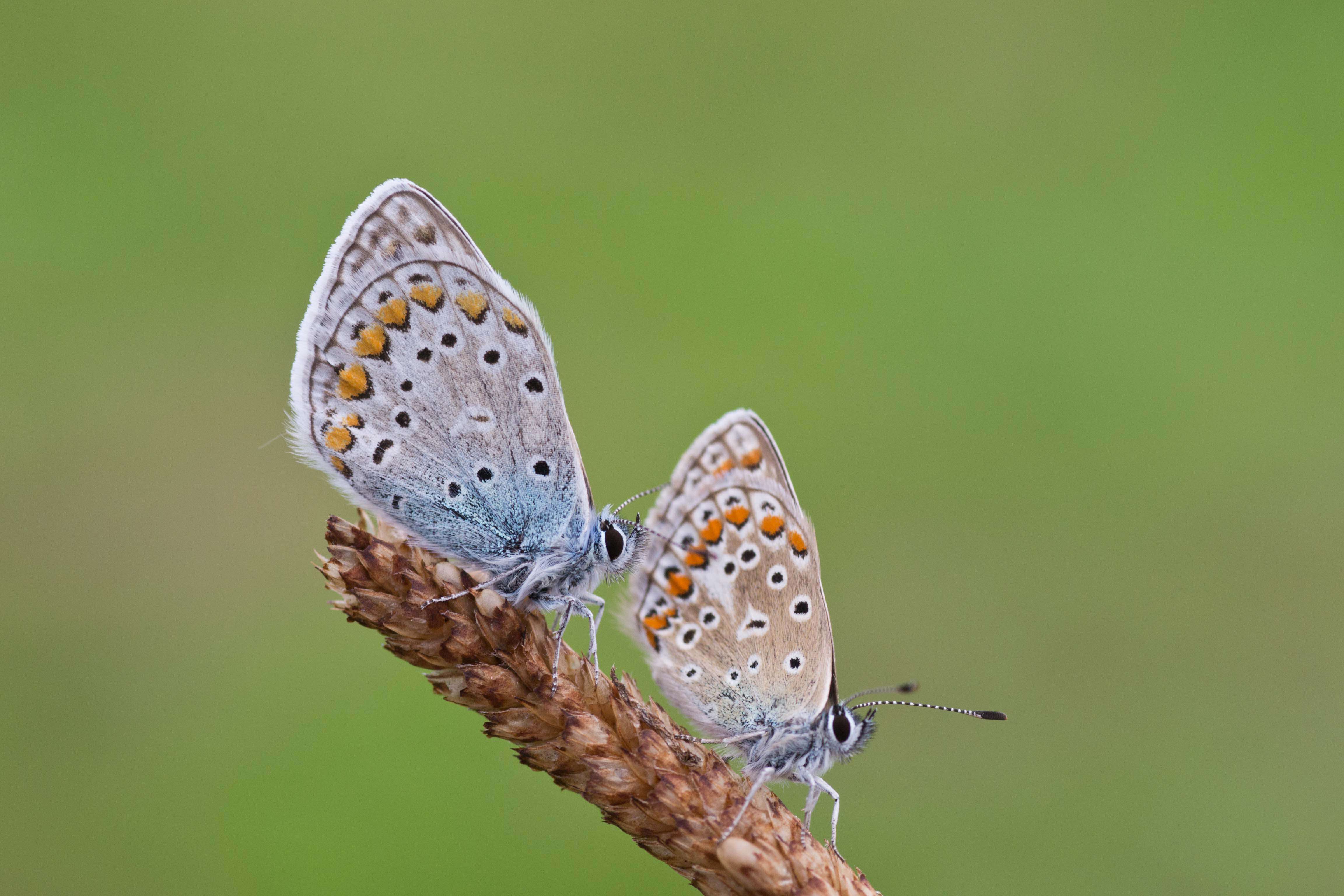 Image of common blue