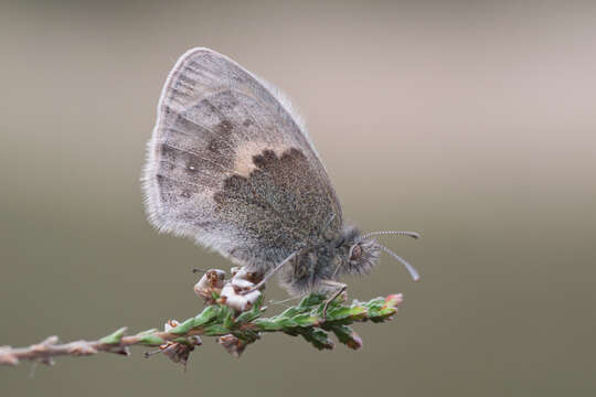 Image of small heath