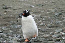 Image of Gentoo Penguin