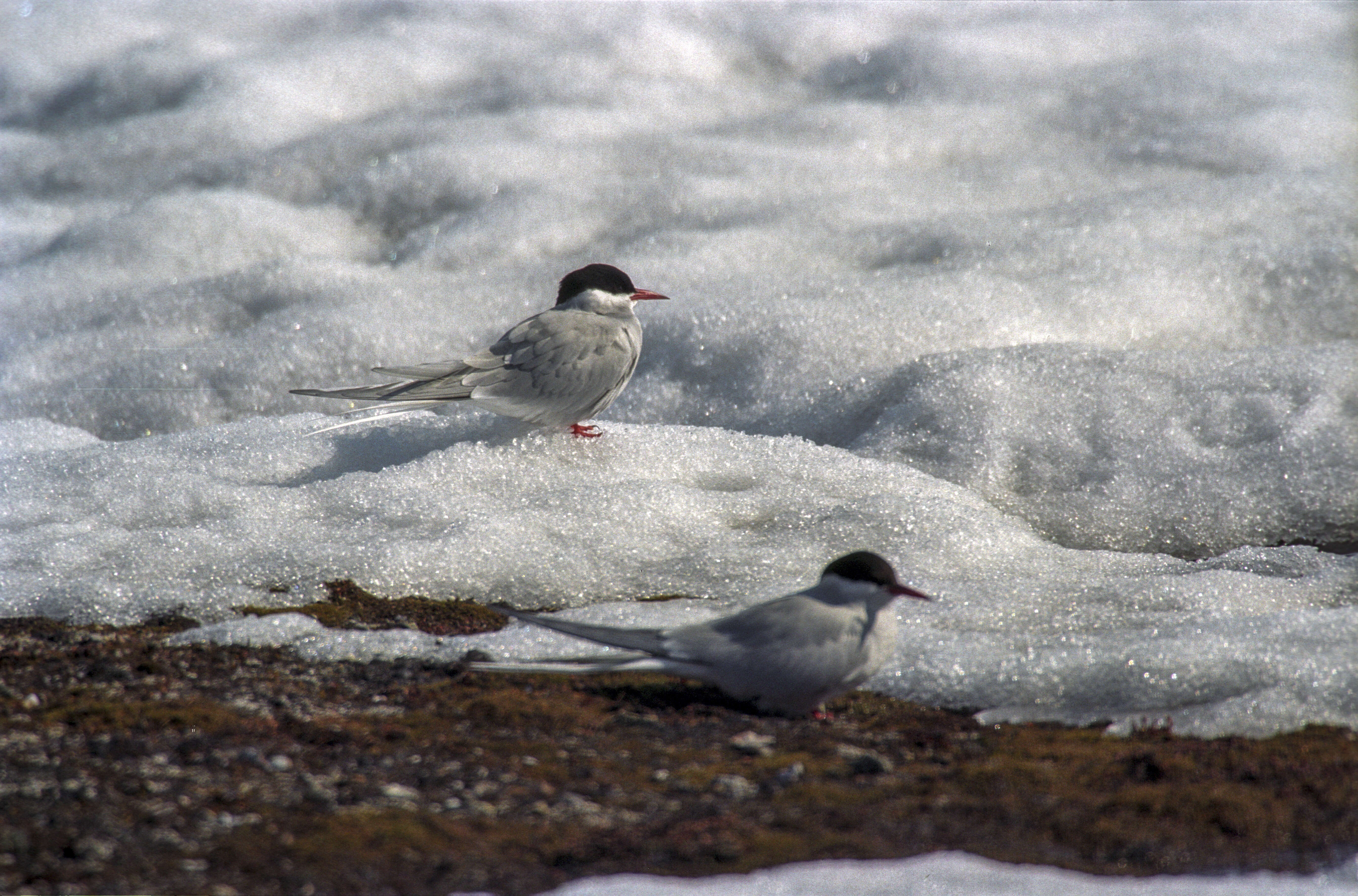 Image of Arctic Tern