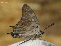 Imagem de Charaxes solon Fabricius 1793