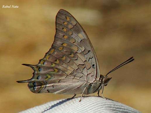 Imagem de Charaxes solon Fabricius 1793