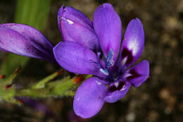 Image of Babiana angustifolia Sweet