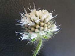 Image of small teasel