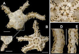 Image of Amphiura Forbes 1843